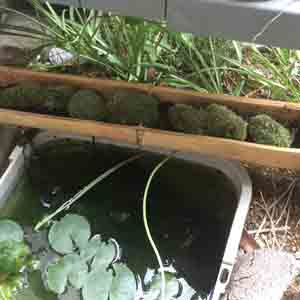 マンジュウゴケ、ハイドロコーン