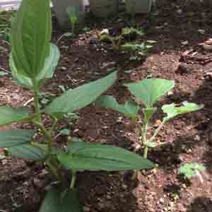 ひょうたんの苗