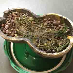 苔ひょうたん　ハイドロコーン